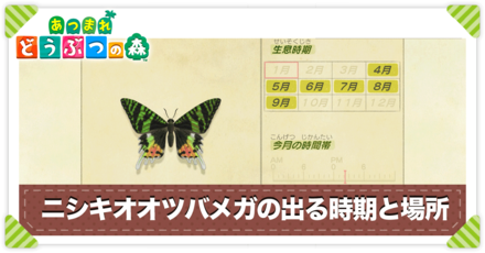 ニシキオオツバメガの値段と出る時間