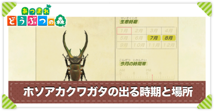 ホソアカクワガタの値段と出る時間