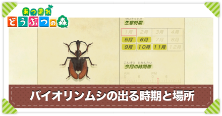 バイオリンムシの値段と出る時間