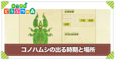 コノハムシの値段と出る時間