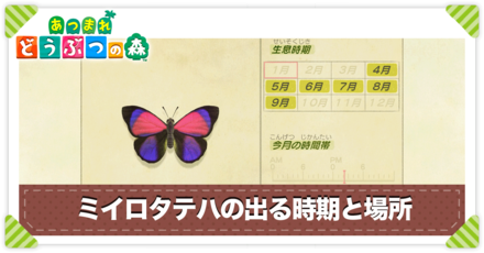 ミイロタテハの値段と出る時間