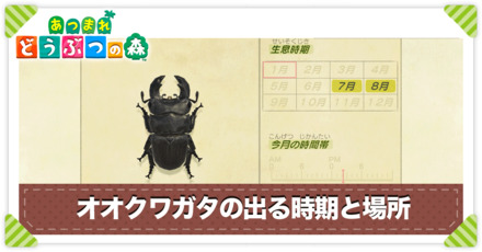 オオクワガタの値段と出る時間