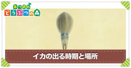 イカの値段と出る時間