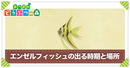 エンゼルフィッシュの値段と出る時間