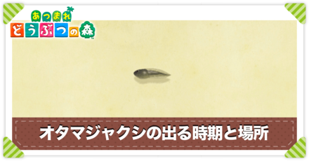 オタマジャクシの値段と出る時間