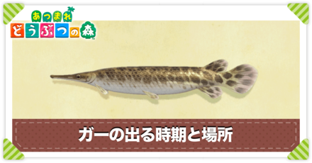 ガーの値段と出る時間