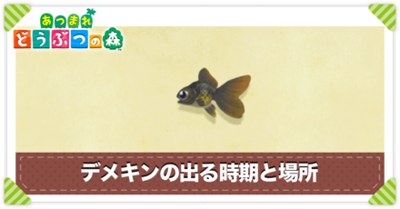 デメキンの値段と出る時間