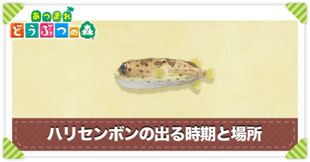 ハリセンボンの値段と出る時間