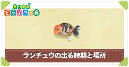 ランチュウの値段と出る時間