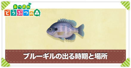 ブルーギルの値段と出る時間
