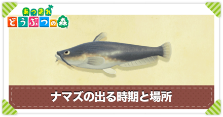 ナマズの値段と出る時間