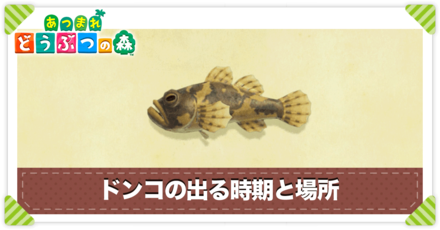 ドンコの値段と出る時間