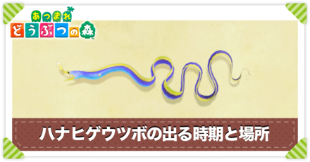 ハナヒゲウツボの値段と出る時間