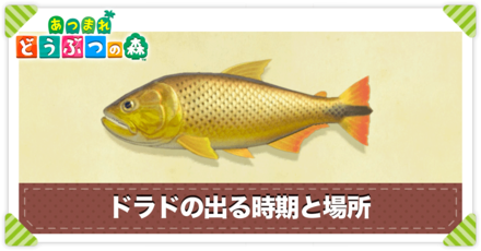 ドラドの値段と出る時間