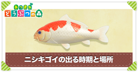 ニシキゴイの値段と出る時間