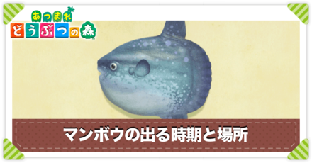 マンボウの値段と出る時間