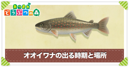 オオイワナの値段と出る時間