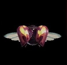 猟虫アムルマリキータⅠ速の画像