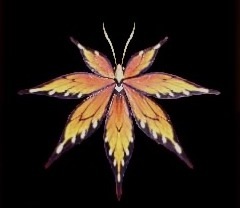 猟虫シナトオオモミジⅠ癒の画像