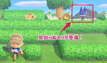 見知らぬネコが登場