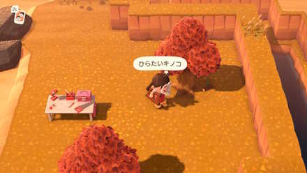 ひらたいキノコの入手方法