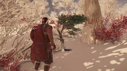 イチイ材を山野で入手