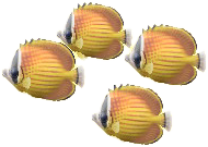 かべかけチョウチョウウオ画像