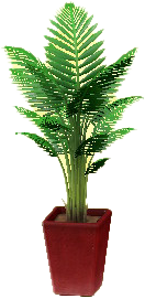 ヤマドリヤシのレッドの画像