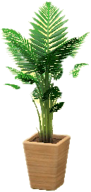 ヤマドリヤシのブラウンの画像