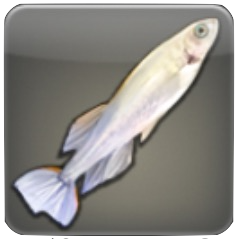 ライスフィッシュ