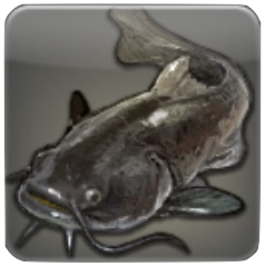 キャットフィッシュ