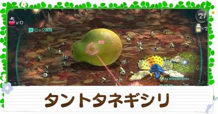 タントタネギシリの入手方法