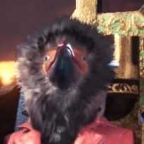 キブクレフェイクの画像