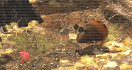 デメジャコのアイコン