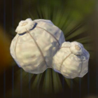 大マックストリュフ画像