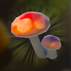 ハイラルダケ画像