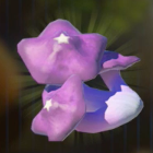 ゴーゴーダケ画像