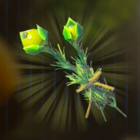 ハイラル草画像