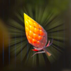 ツルギソウ画像