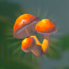 ポカポカダケ画像