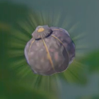 マックストリュフ画像