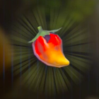 ポカポカ草の実画像