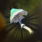 シノビダケ画像