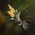 ビリビリハーブ画像