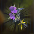 ゴーゴースミレ画像