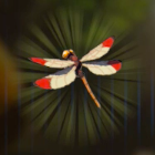 ポカポカヤンマ画像