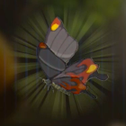 ヒケシアゲハ画像