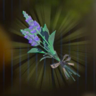 ヒンヤリハーブ画像