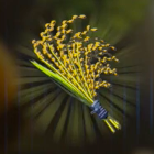 タバンタ小麦画像