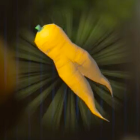 ガッツニンジン画像